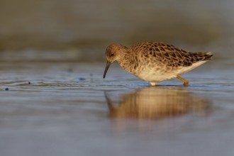 Ruff (Philomachus pugnax), female, Narew, Bialystok, Podlasie, Poland, Europe