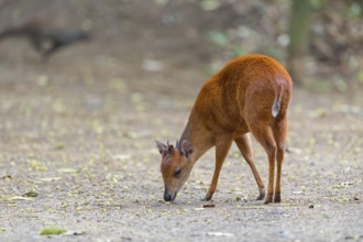 Red forest duiker (Cephalophus natalensis) antelope, iSimangaliso Wetland Park, St. Lucia,