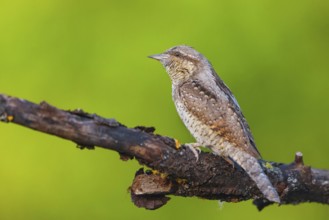 Wryneck on perch, (Jynx torquilla), Ormoz area, Ormoz, Podravska, Slovenia, Europe