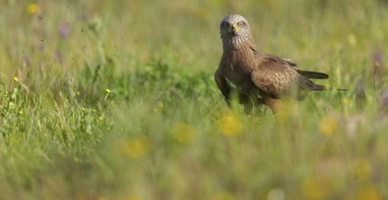 Black kite (Milvus migrans), flight photo, perch, Hides De Calera / Steppe Raptors, Nussloch,