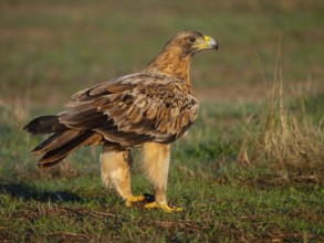 Spanish imperial eagle (Aquila adalberti), El Millaron Imperial Eagle Hid, Salorino, Extremadura