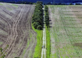 Tractor tracks on a harvested field, walker on a field path Neinstedt, 21/08/2014, Neinstedt,