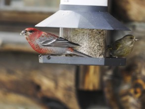 Pine Grosbeak (Pinicola enucleator) and Greenfinch (Chloris chloris), adult male birds at feeding