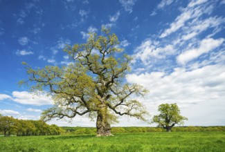 Old solitary oaks on a meadow in spring, former hut trees, Reinhardswald, Hesse, Germany, Europe