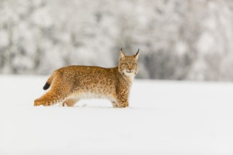 One young male Eurasian lynx, (Lynx lynx), standing on a deep snow covered meadow with a forest in