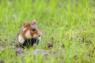 A European hamster (Cricetus cricetus), Eurasian hamster, black-bellied hamster or common hamster,