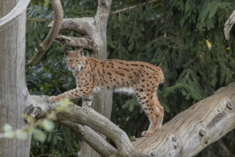 One Eurasian lynx, (Lynx lynx), climbing up a dead tree. Side view with green vegetation in the