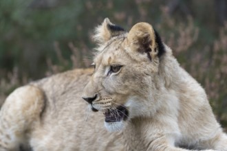 One female young lion (Panthera leo) resting on a rocky plateau.Green vegetation in the background