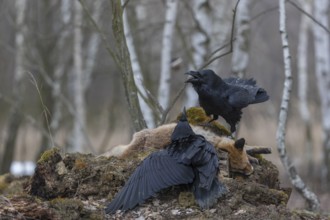 Two common raven (Corvus corax), fighting and feeding on the carcass of a red fox lying on stones