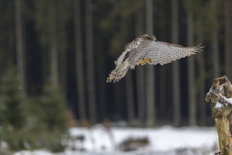 Northern goshawk, Accipiter gentilis, flying through a forest in winter and lands on a dead branch