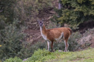 One male guanaco (Lama guanicoe) stands on steep ground