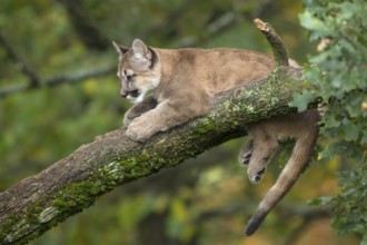 One young cougar, Puma concolor, resting on a big branch high up in an oak tree