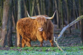 One Highland cow (Bos (primigenius) taurus) stands at a forest edge