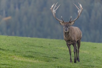 One Red Deer stag (Cervus elaphus) at the rutting season, walking over a meadow, calling. A forest