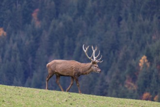 One red deer stag (Cervus elaphus) standing on a meadow on hilly ground. A forest in fall foliage
