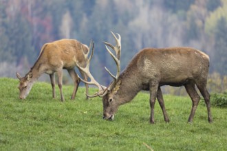 Red Deer buck at the end of the rutting season, with a female