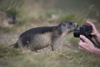 One young Alpine Marmot, Marmota marmota, being photographed by a tourist