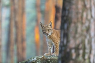 One young Eurasian lynx, (Lynx lynx), standing on a rock in a forest. Early morning light at
