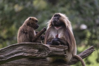Family of Gelada (Theropithecus gelada), or bleeding-heart monkey with a male, female and baby. A