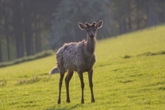 Altai maral, Altai wapiti or Altai elk, standing on meadow in backlight. Springtime with fresh