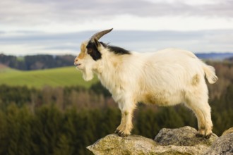 An African Pygmy goat Capra aegagrus hircus) stands on top of a rock, looking around