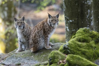 Eurasian Lynx or Northern Lynx (Lynx lynx), two adult animals sitting on a boulder, in the