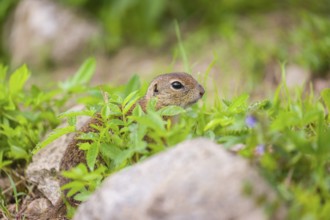 An adult and a young European ground squirrel (Spermophilus citellus) or European souslik sits in