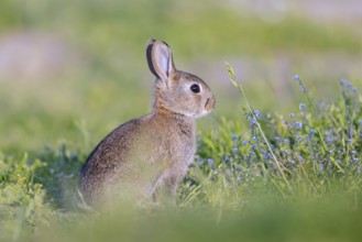 European rabbit, young common rabbit (Oryctolagus cuniculus) juvenile sitting near entrance to