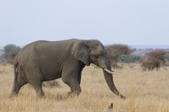 African bush elephant (Loxodonta africana), adult male feeding on dry grass while walking,