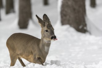 One young male Roe Deer, Roe buck (Capreolus capreolus), walking through a forest in deep snow.