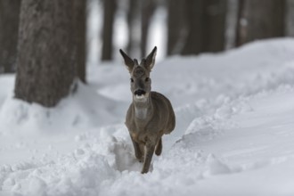 One young male Roe Deer, Roe buck (Capreolus capreolus), walking through a forest in deep snow.