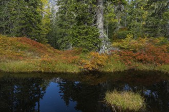 View of an autumnal virgin forest with small ponds, dead trees and heather. Hohe Tauern NP, Kolm