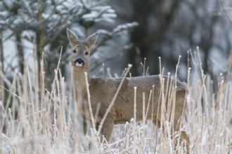 Roe deer standing in hoar frosted dead stinging nettle at minus 15 °C at sunrise. Licking off the