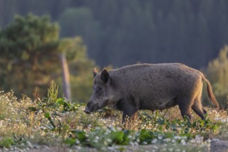 One adult wild boar or wild pig (Sus scrofa) searching for food on a flowering meadow in late
