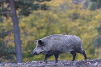 One wild boar or wild pig (Sus scrofa), walking over an opening in early morning light, searching