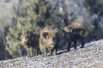 Wild boar or wild pig (Sus scrofa), walking on frosted ground, trees in the background