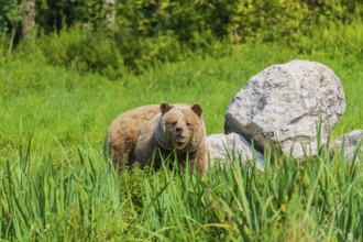 One adult male eurasian brown bear (Ursus arctos arctos) stands close to a rock in a meadow with