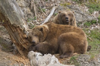 Two adult eurasian brown bears r (Ursus arctos arctos) and a dead tree