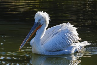 Swimming Dalmatian Pelican (Pelecanus crispus), occurring in south-east Europe, Asia, captive,