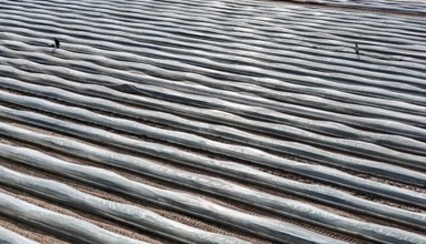 The first asparagus is harvested from a foil-covered asparagus field, Beelitz, 26/03/2024