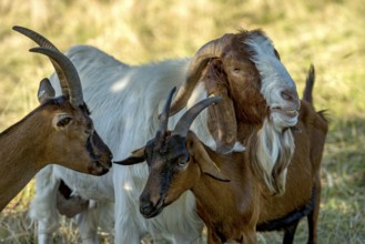 Goats (Capra), Boer goats, goats courting buck with long beard, scent, pasture with dry grass,