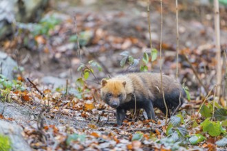 One Bush dog (Speothos venaticus) walking thru deforested area with dead leaves on the hilly ground