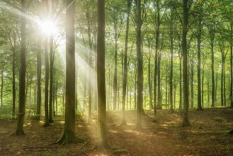 The sun shines through a near-natural beech forest (Fagus sp.) with morning mist, Stubnitz forest