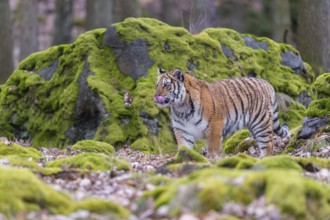 One young female Siberian Tiger, Panthera tigris altaica, walking between rocks in a forest