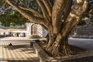 Giant tree in the Plaza de Masca square in front of the Ermita de la Inmaculada Concepción church,