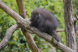 One North American porcupine (Erethizon dorsatum), or Canadian porcupine resting on a branch. A