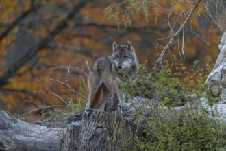 One eurasian gray wolf (Canis lupus lupus) standing between logs on a hill with a forest in fall