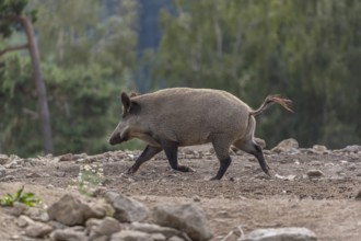 One wild boar or wild pig (Sus scrofa) running fast over an opening