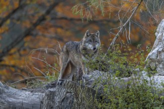 One eurasian gray wolf (Canis lupus lupus) standing between logs on a hill with a forest in fall
