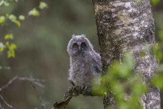One young long-eared owl (Asio otus), sitting on a branch of a tree. Green vegetation in the